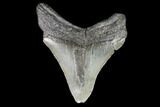 Juvenile Megalodon Tooth - Georgia #101378-1